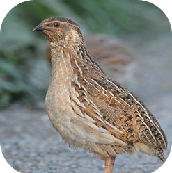 quail icon