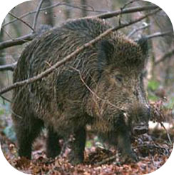 wild boar icon